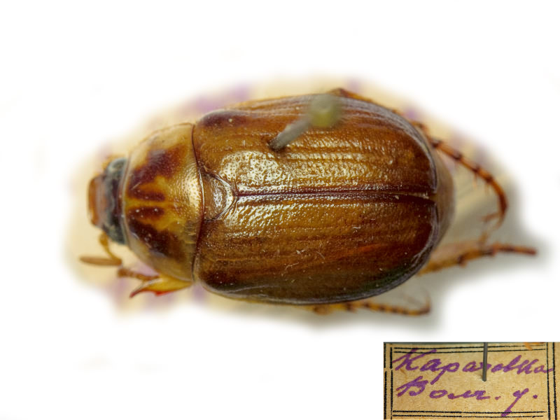 Anomala errans (Fabricius, 1775)